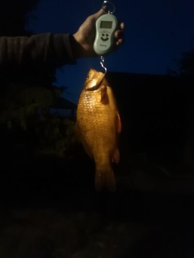Sidabrinis karosas, 0,7 kg