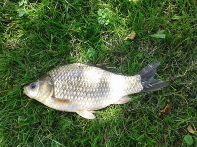 Sidabrinis karosas, 0,5 kg