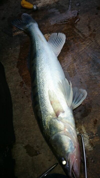 Starkis, 0,9 kg — Kuršių