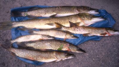 Lydeka, 5,1 kg