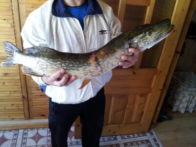 Lydeka, 3,5 kg — Naudvario