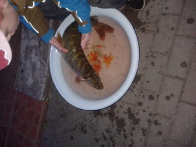 Lydeka, 3,0 kg