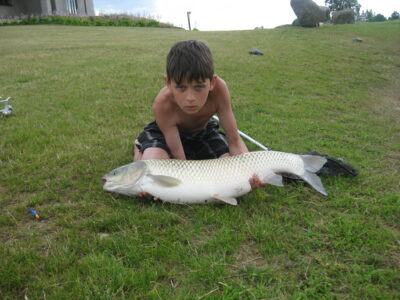 Baltasis amūras, 8,8 kg