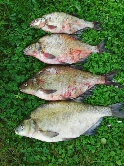 Karšis ×4