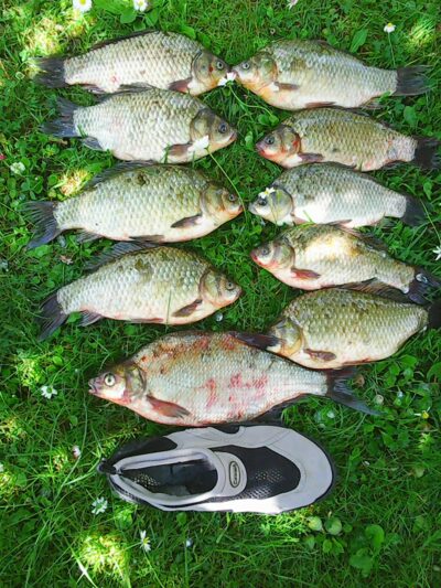 Auksinis karosas, 1,5 kg — Kauno marių
