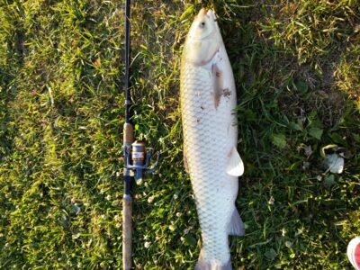 Baltasis amūras, 3,5 kg