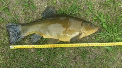 Lynas, 1,5 kg — Liberiškio