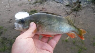 Ešerys, 0,2 kg — Kernavės