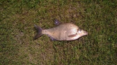 Karšis, 1,5 kg — Tauragnas