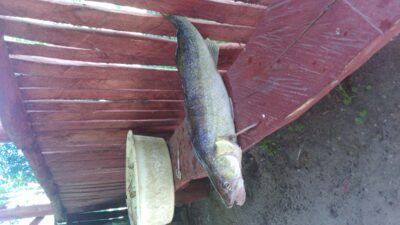 Starkis, 2,2 kg