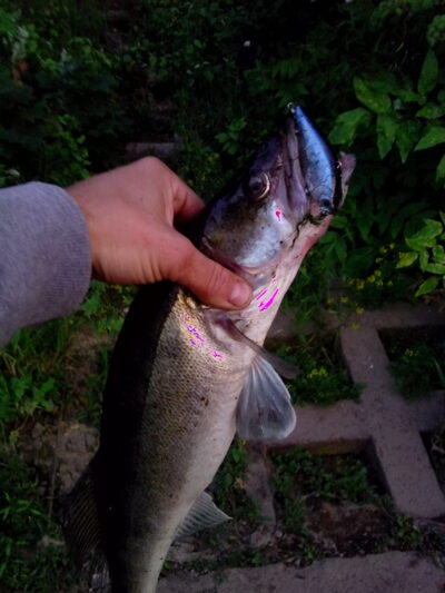Starkis, 1,5 kg — Nemunas