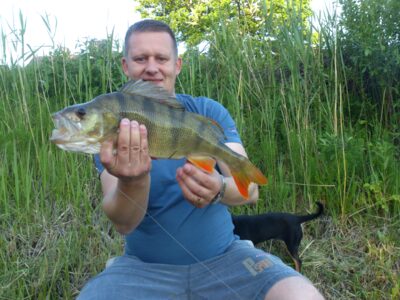 Ešerys, 1,5 kg — Taurų