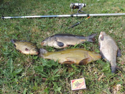 Lynas, 0,6 kg — Dargaičių