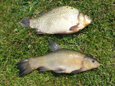 Lynas, 0,8 kg