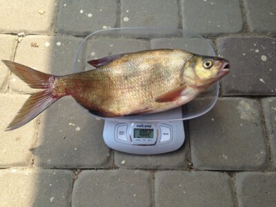 Karšis, 1,0 kg — Minija