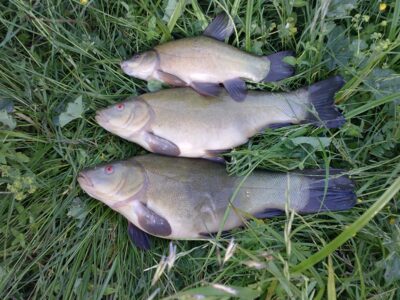 Lynas, 1,8 kg — Beržinis