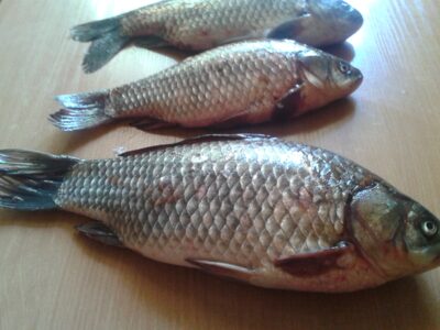 Sidabrinis karosas ×3