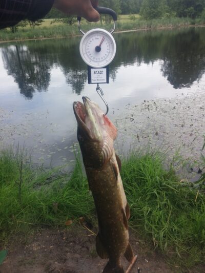 Lydeka, 1,9 kg
