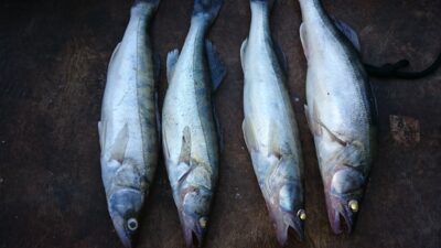 Starkis ×4 — Kuršių