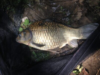 Sidabrinis karosas, 2,3 kg