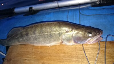 Starkis, 1,4 kg — Kuršių