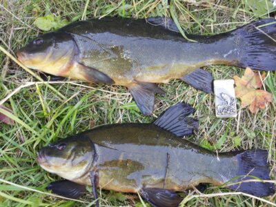 Lynas, 1,5 kg — Klaipėdos
