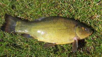 Lynas, 0,7 kg
