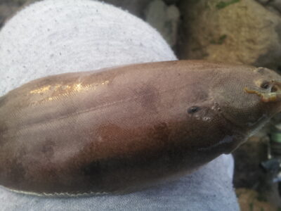 , 0,2 kg — River Thames