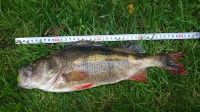 Ešerys, 1,0 kg — Laukžemių