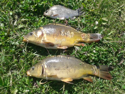 Paprastasis karpis, 1,2 kg — Arvydų