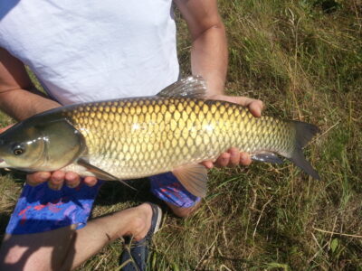 Baltasis amūras, 4,0 kg