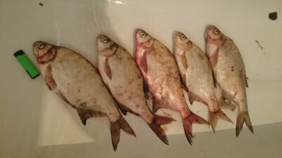 Karšis, 8,0 kg — Kuršių