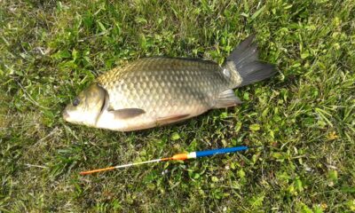 Auksinis karosas, 0,7 kg