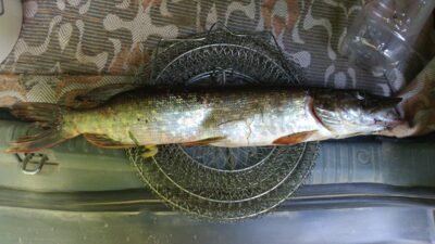 Lydeka, 1,0 kg — Luknė