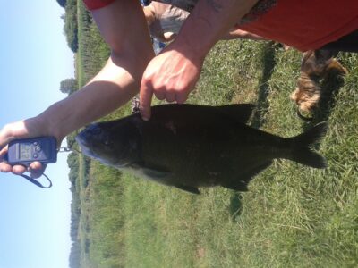 Karšis, 2,7 kg