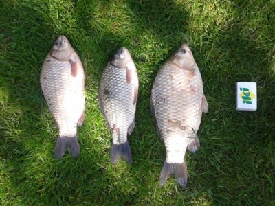 Sidabrinis karosas ×3