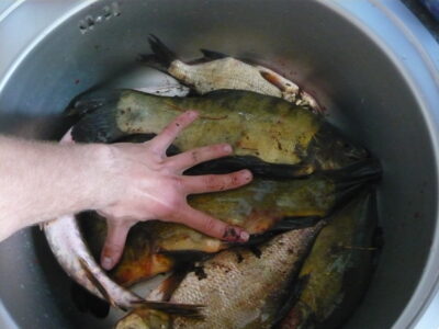Lynas, 1,3 kg — Aukštadvario HE