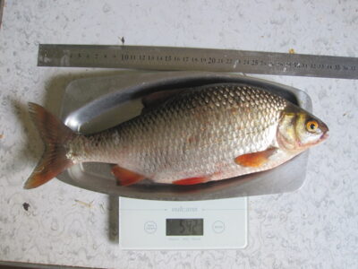 Paprastoji kuoja, 0,5 kg — Minija