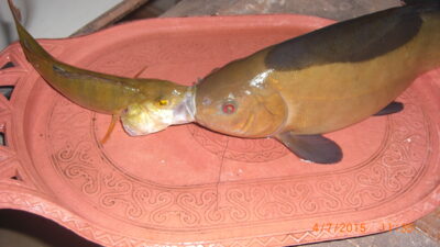 Lynas