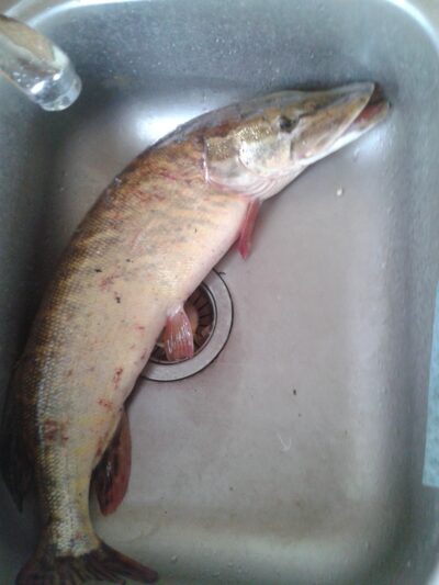 Lydeka, 2,5 kg — Smeltalė