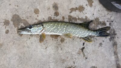 Lydeka, 1,0 kg — Balėnų I-asis