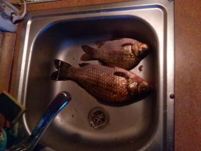 Auksinis karosas, 0,9 kg — Dvariukų