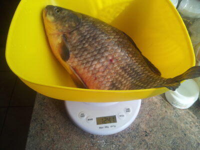 Auksinis karosas, 1,2 kg