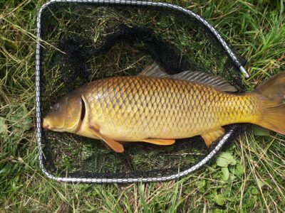 Paprastasis karpis, 8,0 kg — Tauragės