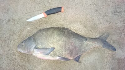 Karšis, 2,7 kg — Nemunas