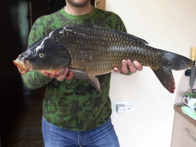 Paprastasis karpis, 5,8 kg