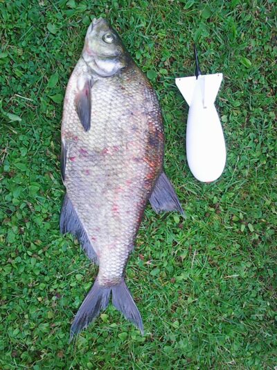 Karšis, 1,9 kg — Kauno marių