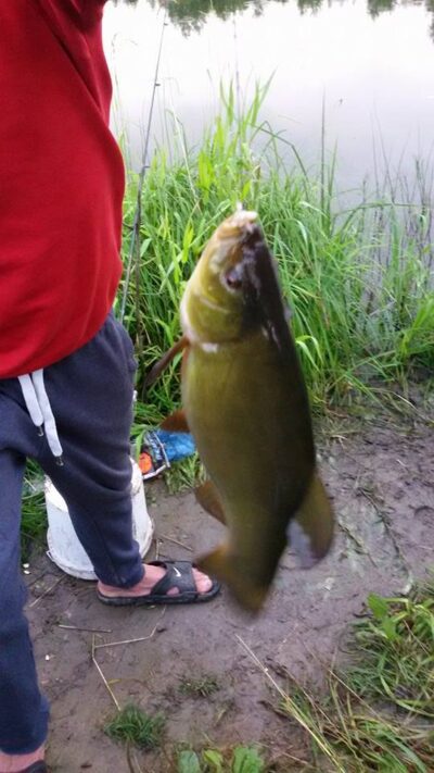 Lynas, 0,6 kg — Varnė