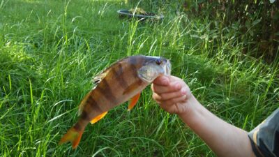 Ešerys, 0,4 kg — Zalvė