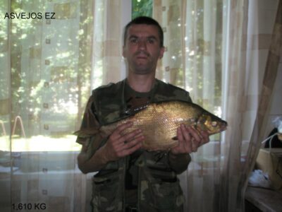 Karšis, 1,6 kg — Asveja